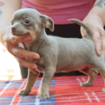 Lennie, blue and tan Chihuahua for sale