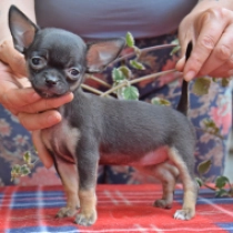 Belis, tricolor Chihuahua for sale
