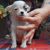 Bella, white Chihuahua for sale
