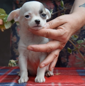 Chihuahua Welpe kaufen