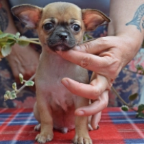 Bonik, fawn Chihuahua for sale