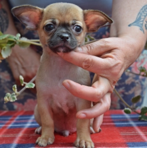 Chihuahua Welpe kaufen