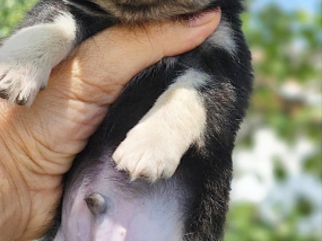 Chihuahua puppy for sale