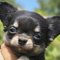 Beverly Hills Chihuahua, black and tan Chihuahua for sale