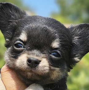 Chihuahua puppy for sale