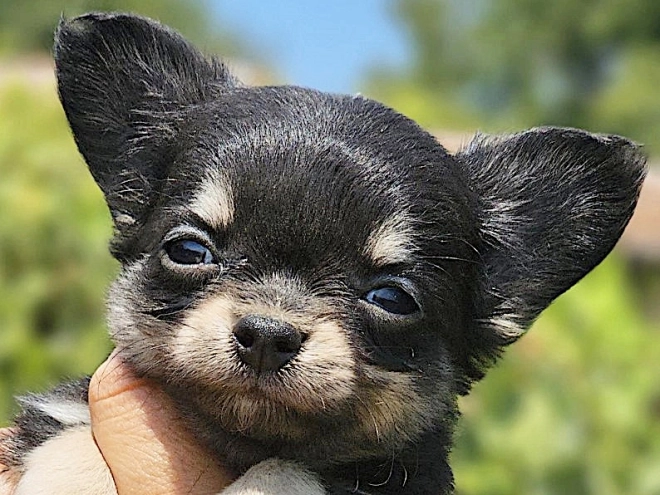 Chihuahua puppy for sale