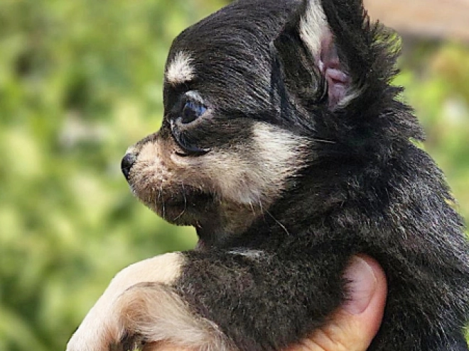 Chihuahua puppy for sale
