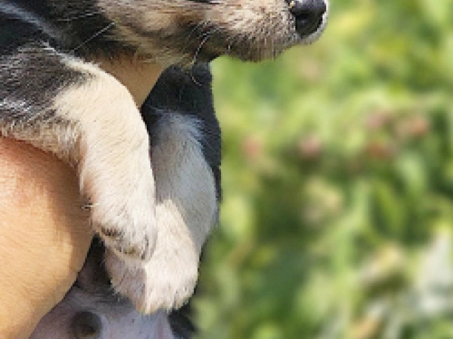Chihuahua puppy for sale