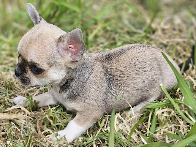 Chihuahua puppy for sale