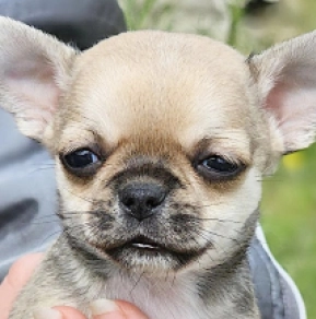 Chihuahua puppy for sale