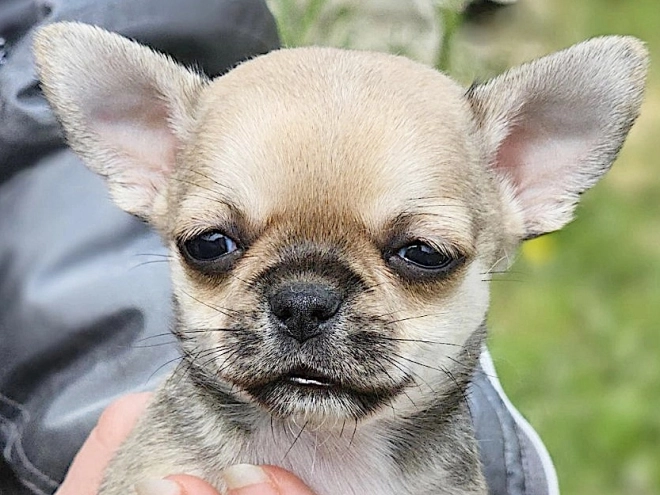 Chihuahua puppy for sale