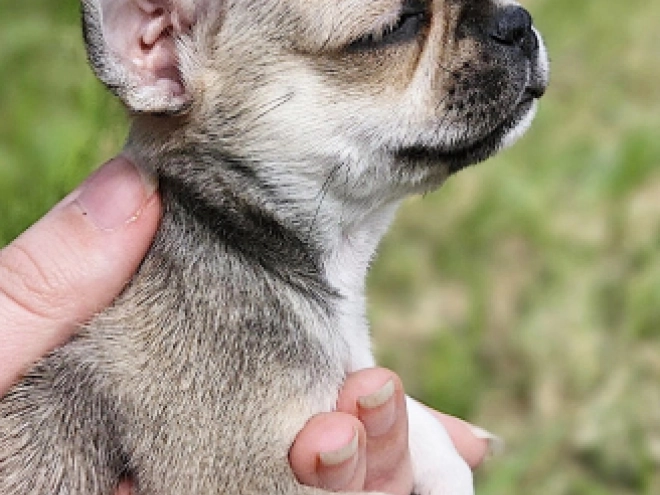 Chihuahua puppy for sale