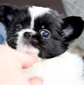 Chihuahua puppy for sale