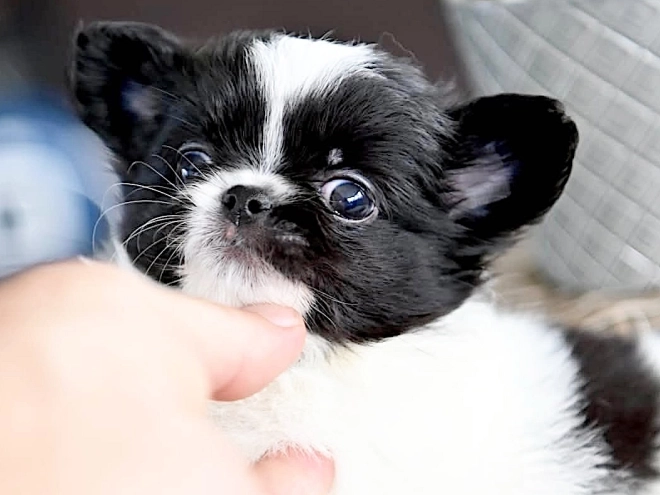 Chihuahua puppy for sale