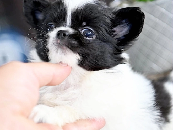 Chihuahua puppy for sale