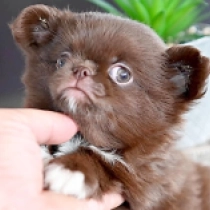 Hush Puppy, brown Chihuahua for sale