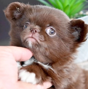 Chihuahua puppy for sale
