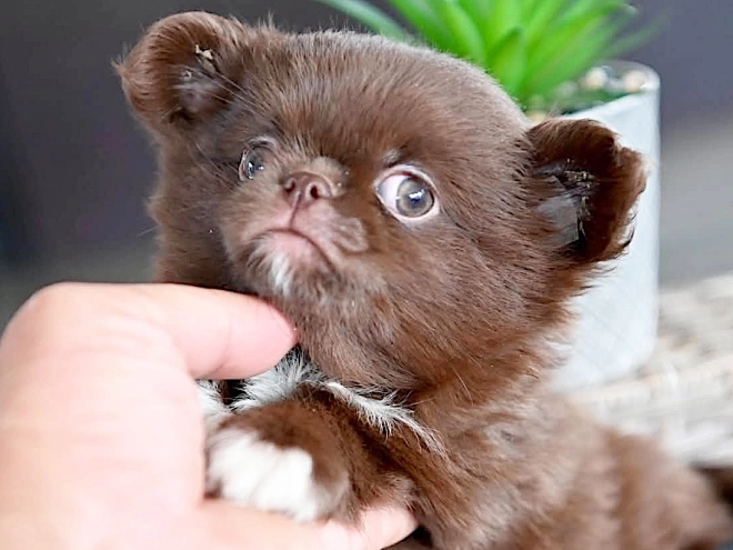 Chihuahua puppy for sale