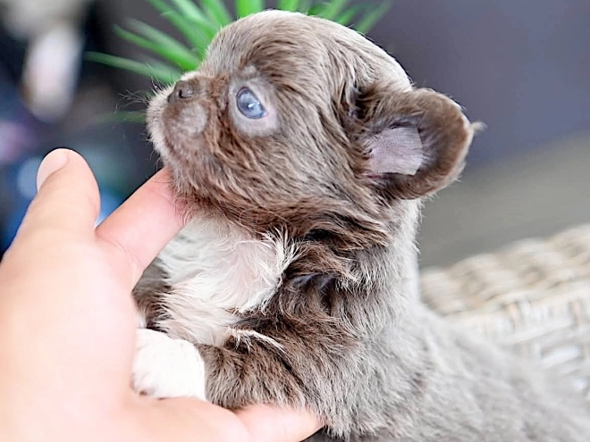 Chihuahua puppy for sale