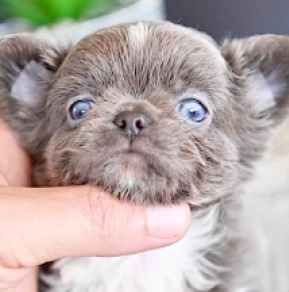 Chihuahua puppy for sale