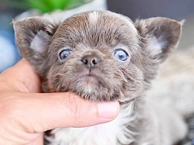 Chihuahua puppy for sale