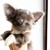 Joaquin Phoenix, lilac Chihuahua for sale