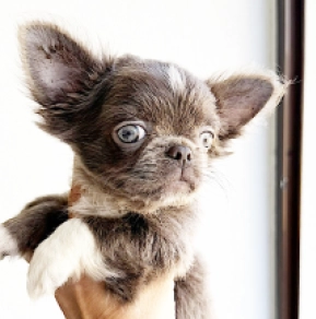Chihuahua puppy for sale