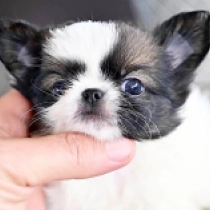 Middy, white with markings Chihuahua for sale