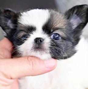 Chihuahua puppy for sale