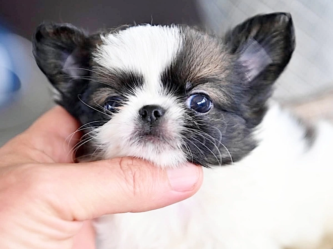 Chihuahua puppy for sale