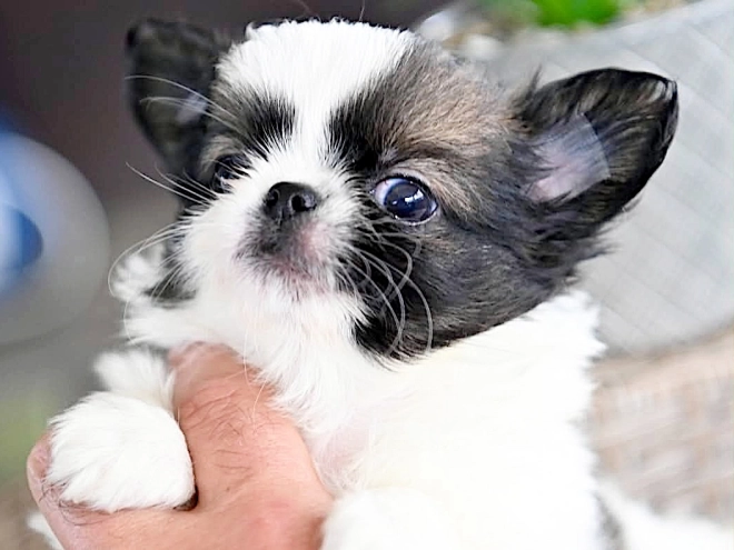 Chihuahua puppy for sale