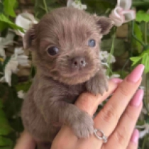 Chihuahua puppy for sale