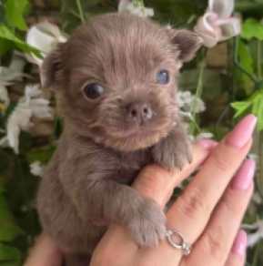 Chihuahua Welpe kaufen