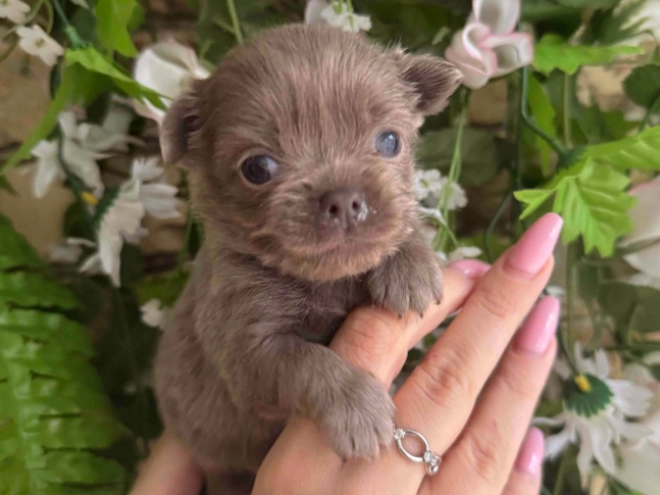 Chihuahua Welpe kaufen