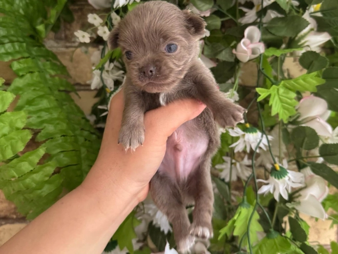 Chihuahua Welpe kaufen