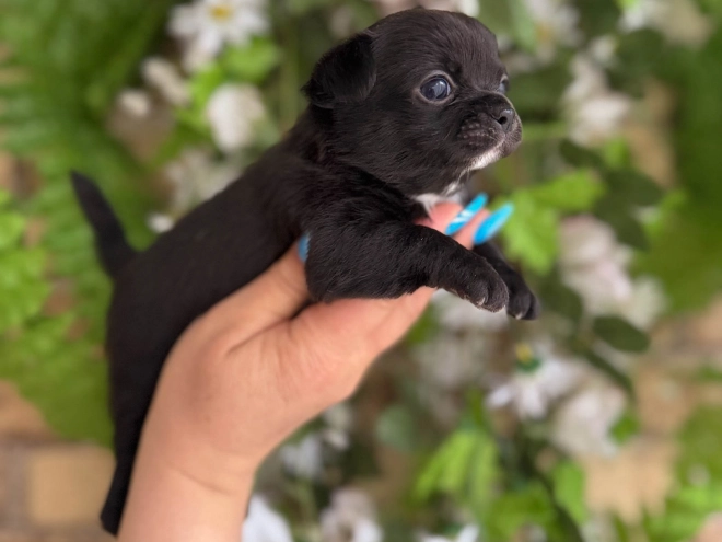 Chihuahua Welpe kaufen