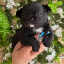 Bruiser, black Chihuahua Welpen kaufen