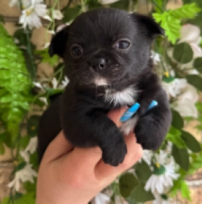 Chihuahua Welpe kaufen