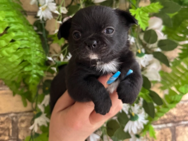 Chihuahua Welpe kaufen