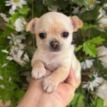 Hush Puppy, cream Chihuahua Welpen kaufen