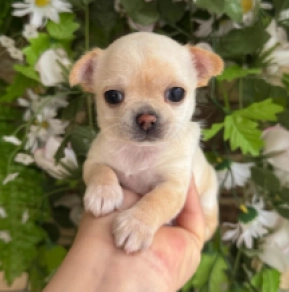 Chihuahua Welpe kaufen