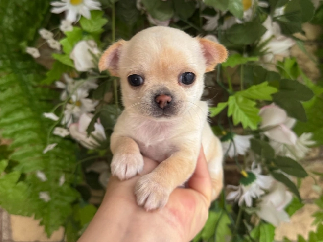 Chihuahua Welpe kaufen