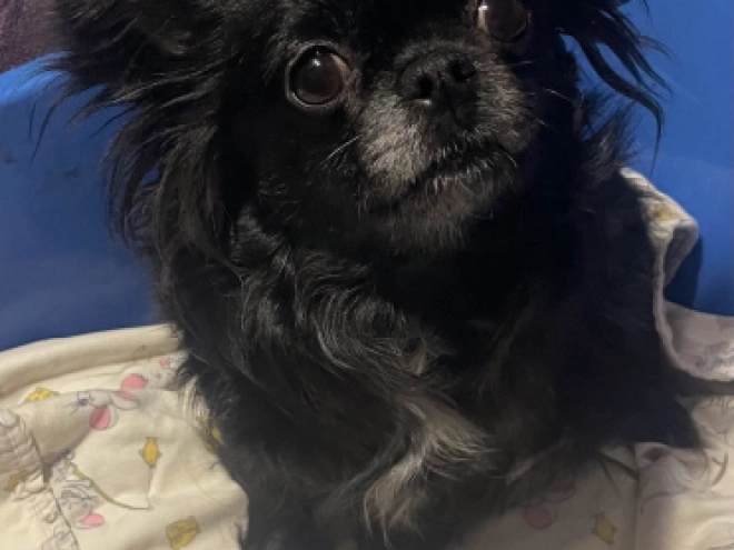 Chihuahua Welpe kaufen
