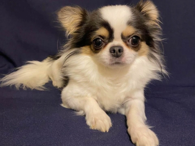 Chihuahua Welpe kaufen