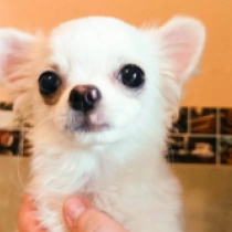 Perros Chihuahua en venta