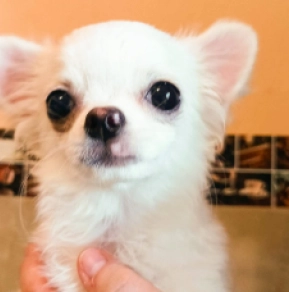 Chihuahua Welpe zu verkaufen