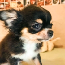 Perros Chihuahua en venta