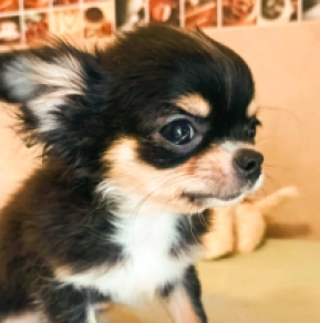 Chihuahua Welpe zu verkaufen
