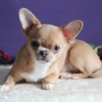 Taffi, fawn Chihuahua Welpen kaufen