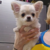 Taboo, cream Chihuahua for sale